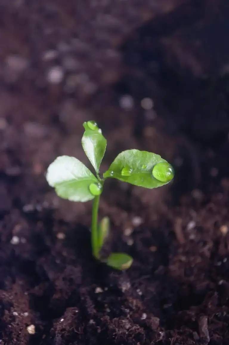 Young plant sprouting from soil, agriculture solutions