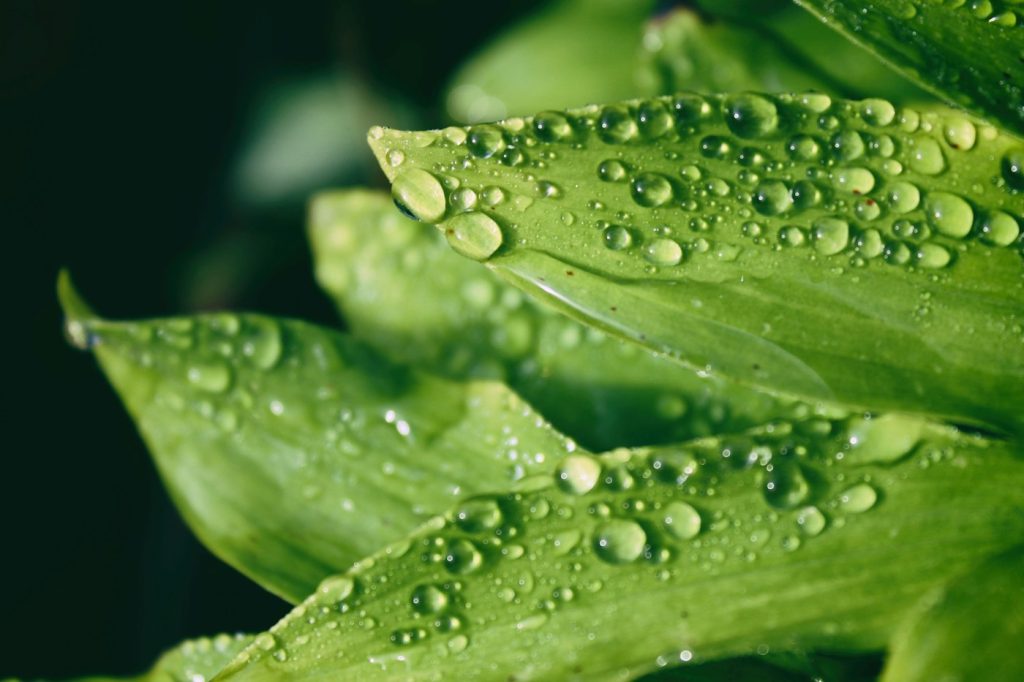 Fresh green leaves with dew drops, representing nature-inspired bio-innovation